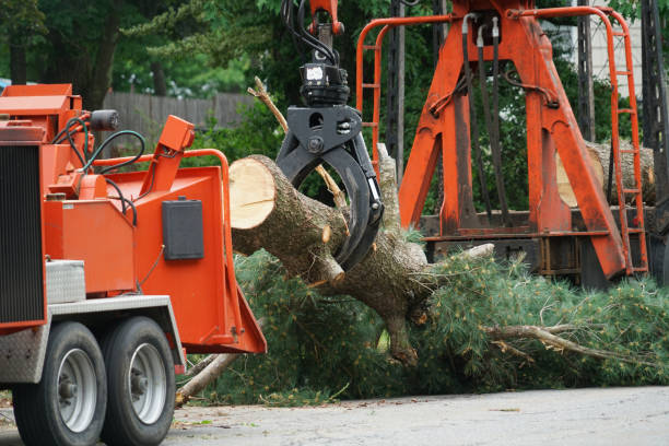 Reliable Faribault, MN Tree Services Solutions